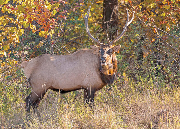 DNR announces Elk Management Tours